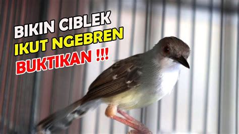 Suara Ciblek Ngebren Bikin Ciblek Lain Ikut Gacor YouTube