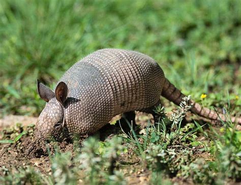 12 Amazing Armadillo Facts About These Unique Armored Animals