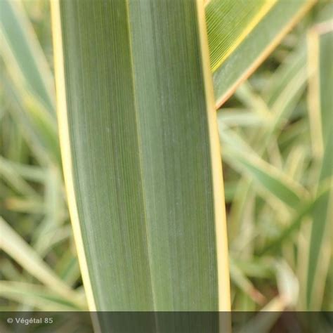 Phormium Tenax Duet