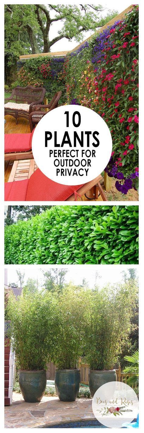 7 Trees and privacy shrubs ideas | backyard landscaping, privacy plants ...