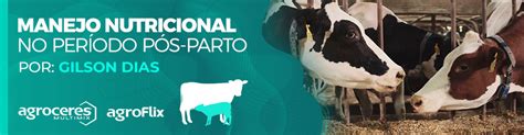 Guia Rápido Para Nutrição De Vacas Leiteiras Produção De Leite