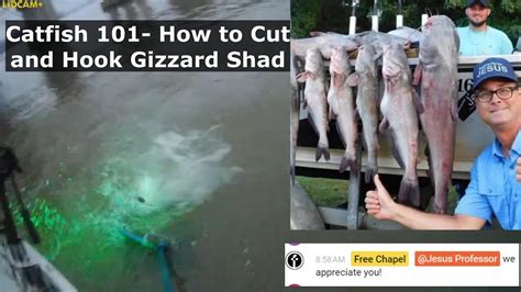 Catfish 101 How To Cut And Hook Gizzard Shad YouTube