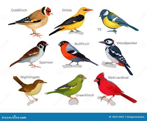 Placez Des Différents Types Doiseaux Avec La Légende Illustration De