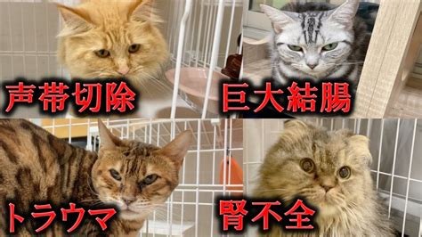 【閲覧注意】繁殖場出身の猫の現実についてお話します Youtube