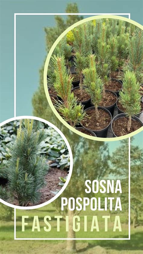 Sosna Pospolita Pinus Sylvestris Fastigiata Krzew Iglasty Ro Lina