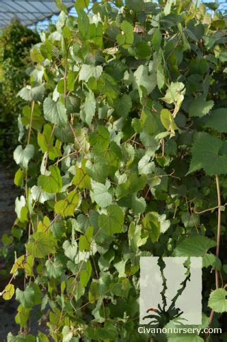 Arizona Canyon Grape Vitis Arizonica Civano Nursery