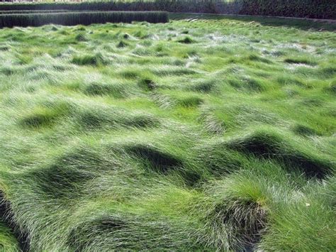 Festuca Rubra Creeping Red Fescue Grass California Native - Etsy