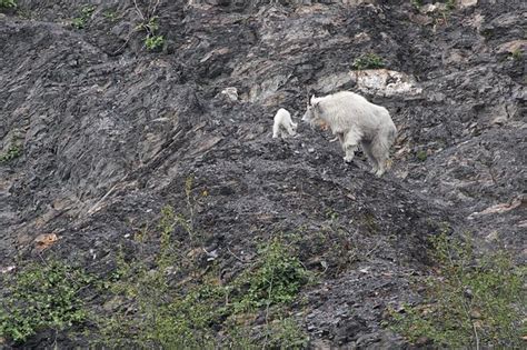 Mountain Goats Nps Photo Jim Pfeiffenberger Kenai Fjords National