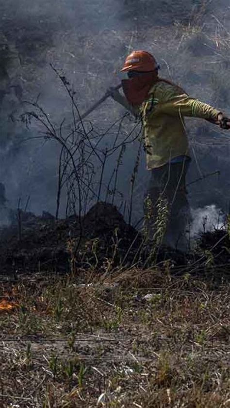 Corrientes registra el único incendio forestal activo Noticias d