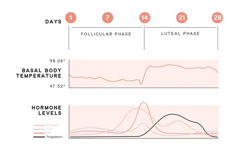 Menstrual Cycle Hormone Chart