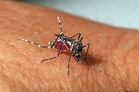 Anvisa registra primeira vacina contra dengue no Brasil Notícia UNA SUS