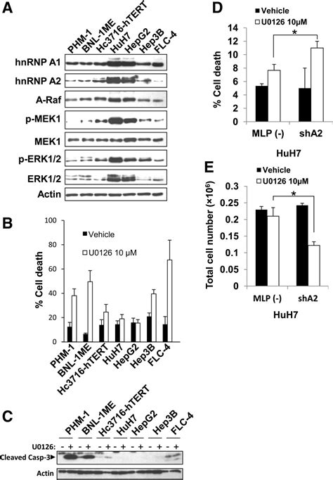 Splicing Factor Hnrnp A2 Activates The Ras Mapk Erk Pathway By