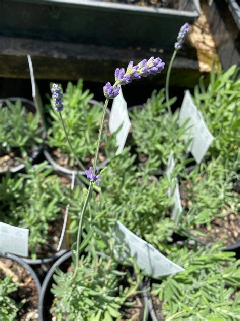 Lavandula Ellagance Sky Lavender Hello Hello Plants