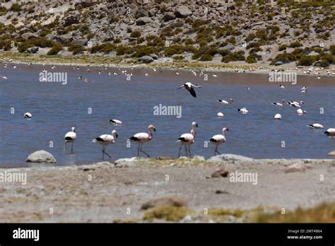 Flamingos in Atacama Desert chile South America Stock Photo - Alamy