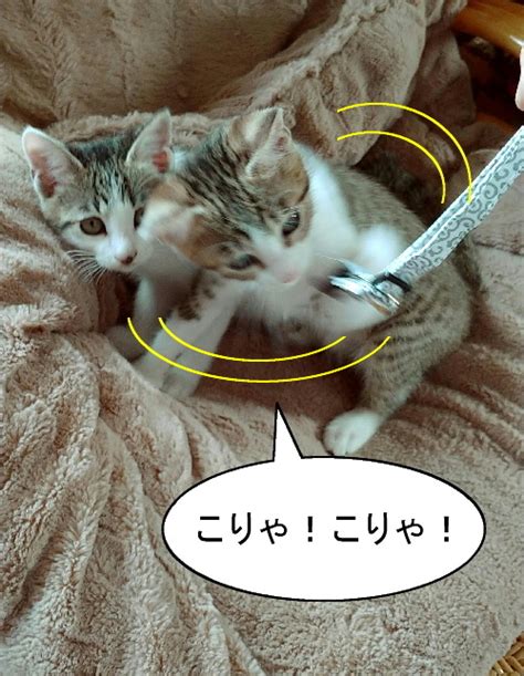 動くイラストと猫漫画：猫漫画「かわいいツインズにゃんこにメロメロ」