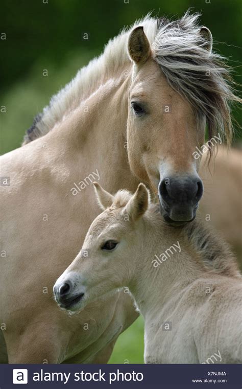 Fjord Horse Foal High Resolution Stock Photography and Images - Alamy