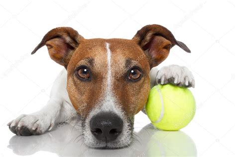 Dog with tennis ball Stock Photo by ©damedeeso 10391536