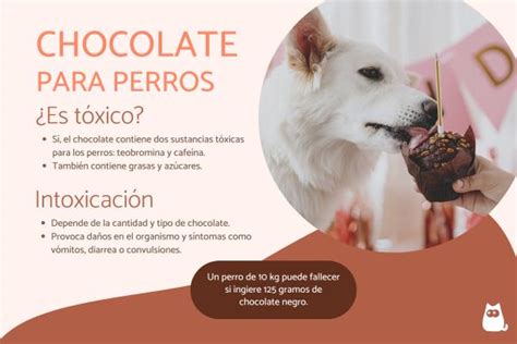 Los Perros Pueden Comer Chocolate S Ntomas De Intoxicaci N Y Qu Hacer