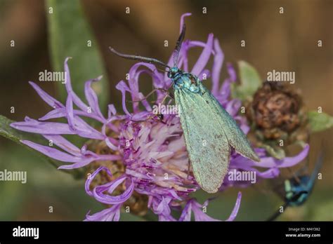 Green Forester Adscita Statices Stock Photo Alamy