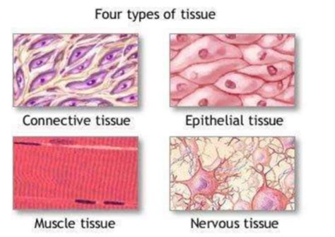 Embryo Musculoskeletal System Flashcards Quizlet