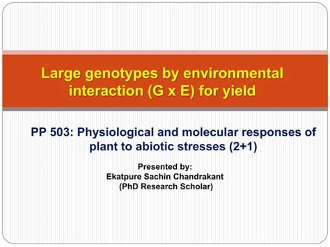 Large Genotypes By Environmental Interaction G X E For Yield Ppt