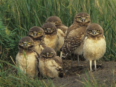 Burrowing Owl wallpaper | 1600x1200 | #74545