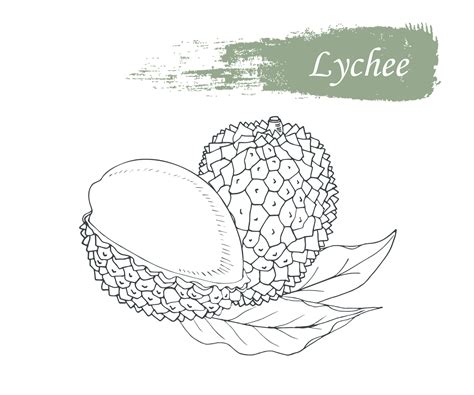 Lychee In Black And White Drawn By Hand Sketch Done In Retro Style