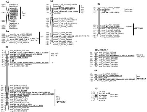 Linkage Map Of Wheat Chromosomes Showing Dart And Snp Markers In Qtl