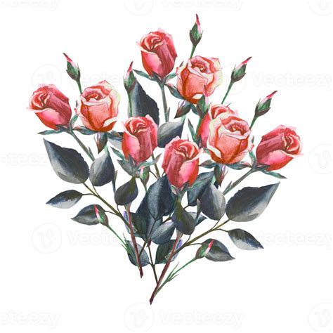 Roses Watercolor Illustration Png