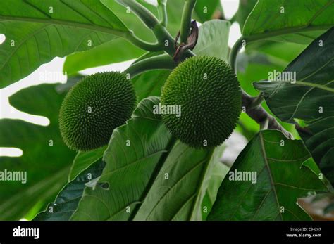 Fruta Del Pan En Un árbol Fotografías E Imágenes De Alta Resolución Alamy