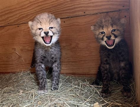 “Jyn” Raising Two 2021 Cheetah Cubs - Fossil Rim Wildlife Center