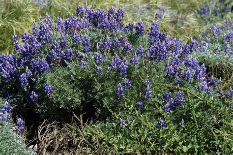 Chamissos Bush Lupine Crissy Field San Francisco Ca · Inaturalist