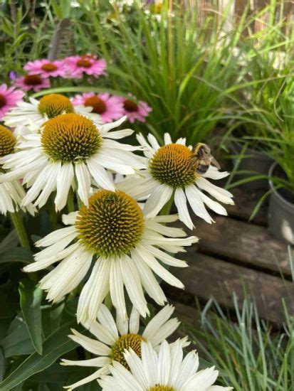 42 Types of Coneflower Varieties | Types of Echinacea