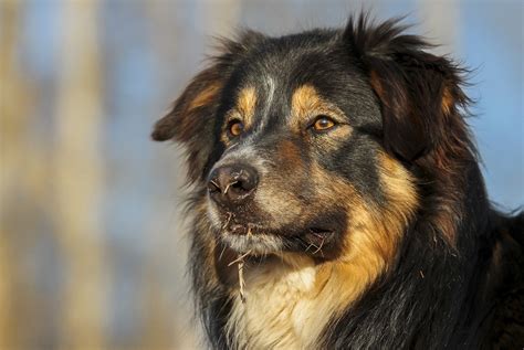 Border Collie Sheepdog Dog - Free photo on Pixabay