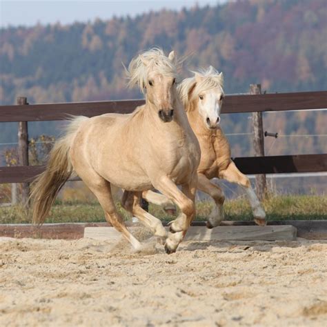 Welsh Pony Breed Information and Pictures - PetGuide | PetGuide