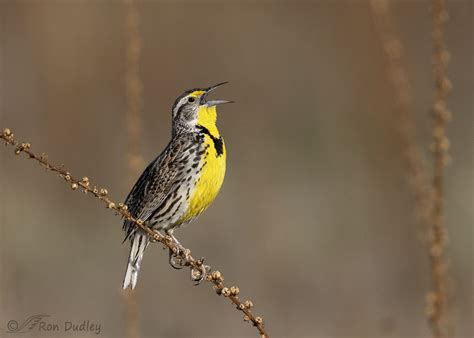 Western Meadowlark And Flowering Mullein As A Potential Perch