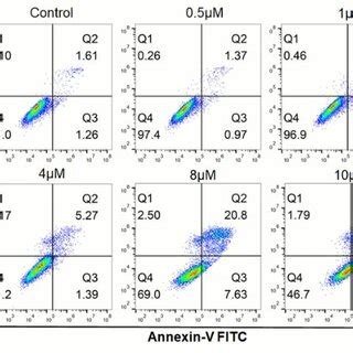 Fluorescence images of Calcein-AM and PI co-stained of 6-treated ...