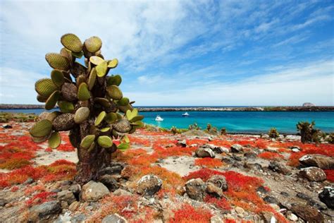 Top 10 Des Plus Belles Visites Aux Galapagos Itk Equateur