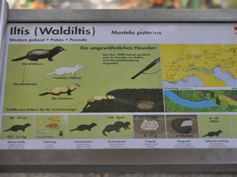 Alpenzoo Innsbruck Signage By Category Animals European Polecat