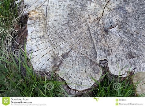 Querschnitt Des Alten Baum Stammes Umgeben Mit Gras Nessel Stockfoto