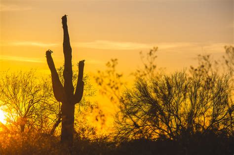 Cacti in Arizona – Cat Sparks Photography