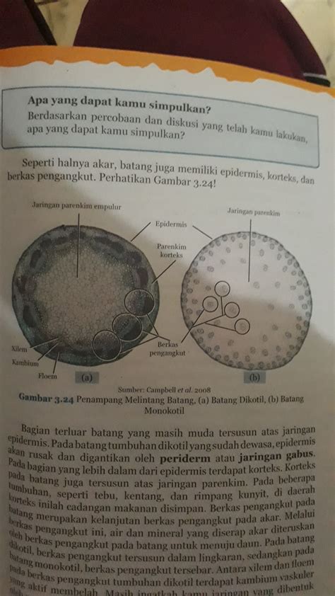 Detail Gambar Anatomi Batang Monokotil Koleksi Nomer 34