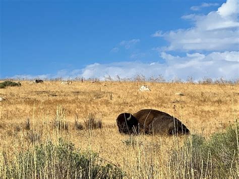 Top 5 Things to Do in Antelope Island Salt Lake City