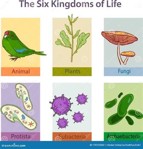 The Six Kingdoms Of Life Stock Vector Illustration Of Eukarya 170723502