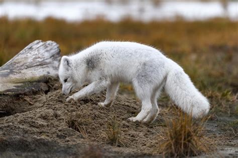 Raposa do ártico vulpes lagopus na tundra selvagem raposa do ártico