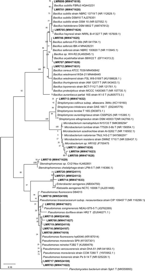 Maximum Likelihood Phylogeny Of 16s Rrna Gene Sequences Of Endophytic