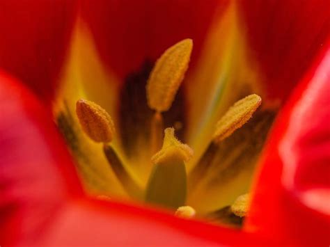 Inside A Red Tulip Flower Photography By Pixie Copley Lrps Saatchi Art