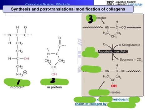 collagen synthesis Flashcards | Quizlet