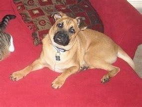 Shug Dog (Pug German Shepherd Mix) Info, Temperament, Puppies, Pictures