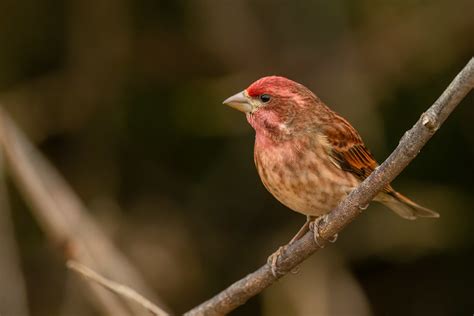 Purple Finch Tony Spane Flickr